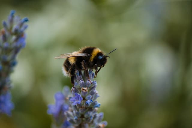 A close-up of a bumble bee next to some lavinder.