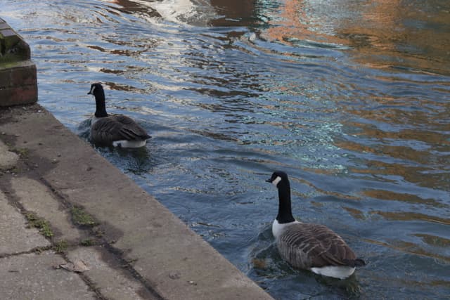 A picture of 2 geese on a river.