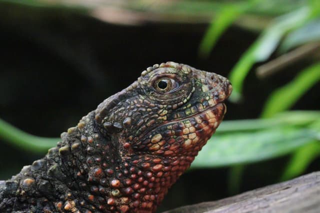 A close-up of a lizard's face.