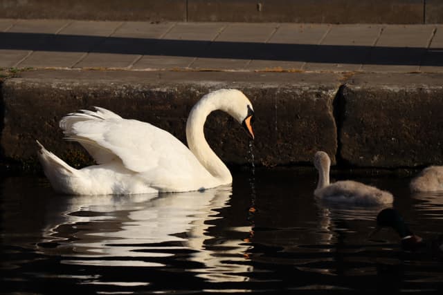A picture of a swan and a cygnet on a river.
